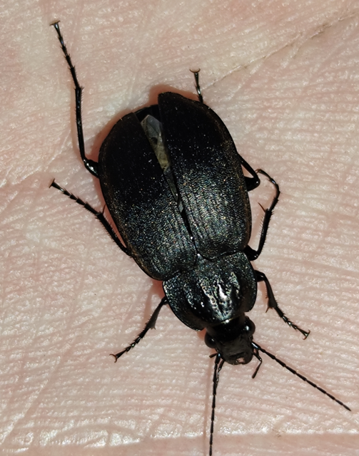 Chlaenius sulcicollis - szomorú bűzfutó
