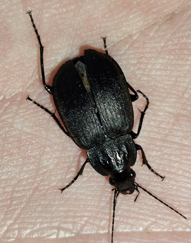 Chlaenius sulcicollis - szomorú bűzfutó