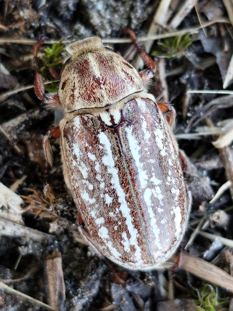 keleti cserebogár - Anoxia orientalis