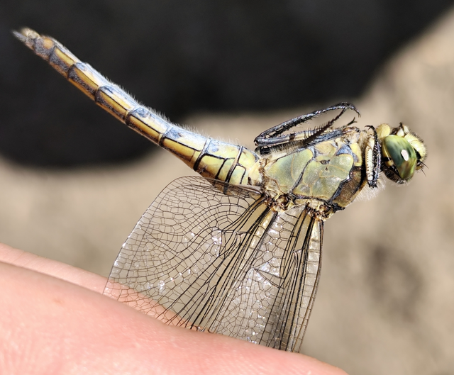 Orthetrum cancellatum - feketefarkú pásztorszitakötő