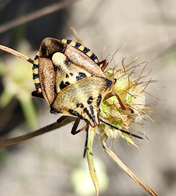 Carpocoris Carpocoris
