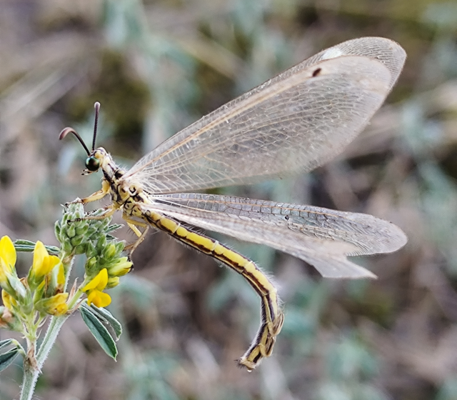 hangyafarkas - Myrmecaelurus trigrammus