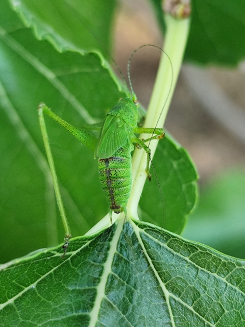 Phaneroptera