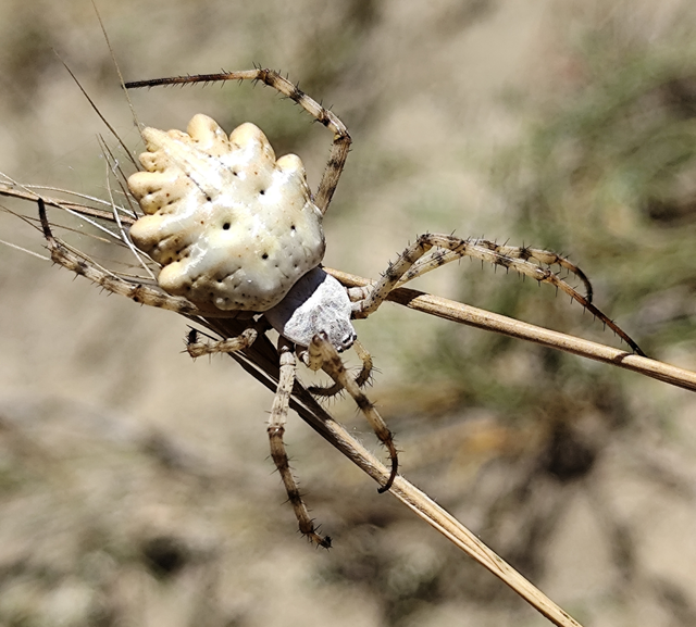 Argiope lobata - karéjos keresztespók