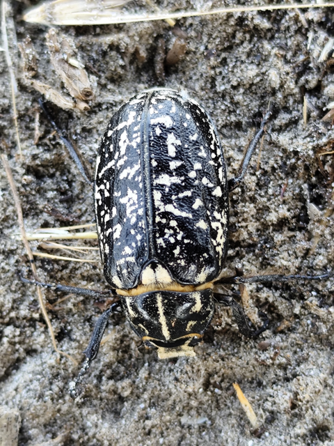 Polyphylla fullo - csapó cserebogár