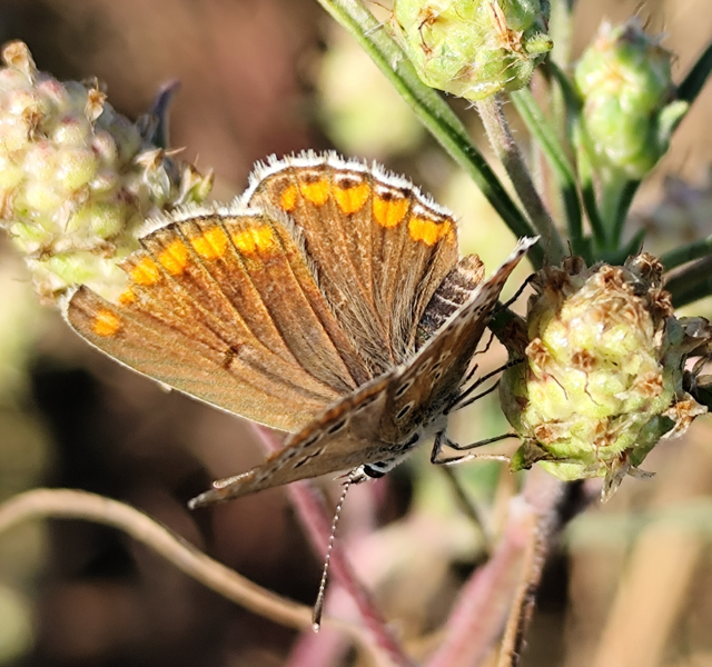 szerecsenboglárka - Aricia agestis