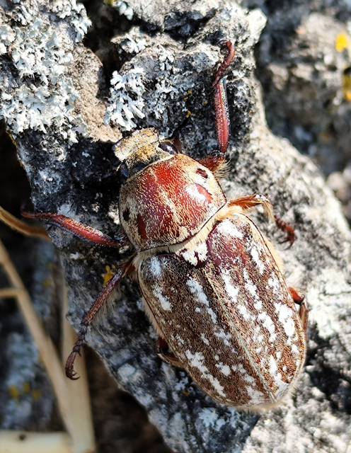 Anoxia orientalis - keleti cserebogár