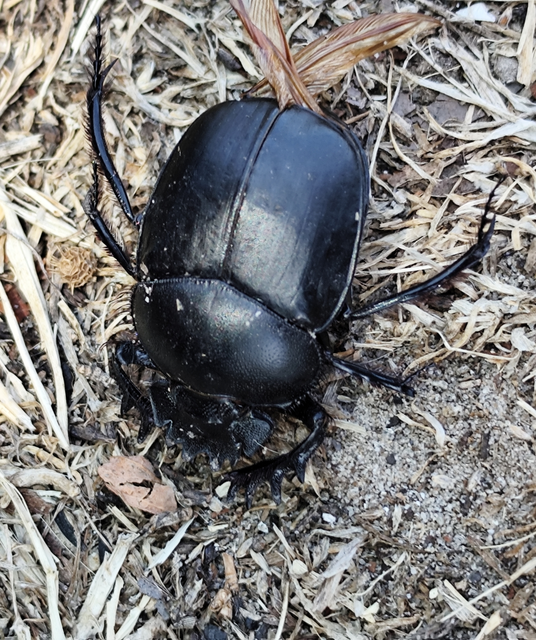 Scarabaeus typhon - óriás-galacsinhajtó