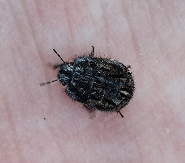 Odontoscelis