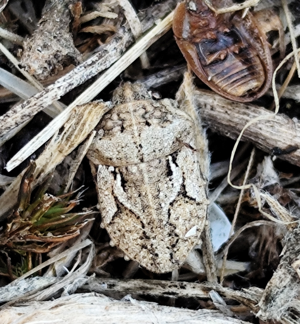 rücskös pajzsospoloska - Phimodera humeralis