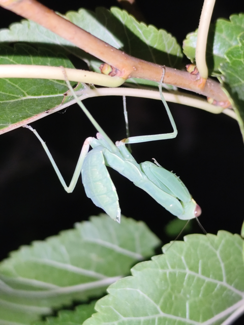 Mantodea - Fogólábúak