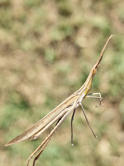 Acrida ungarica - sisakos sáska