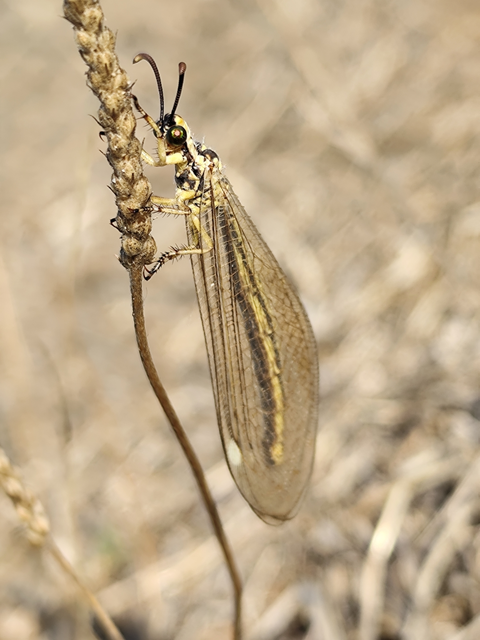 Myrmecaelurus trigrammus - hangyafarkas