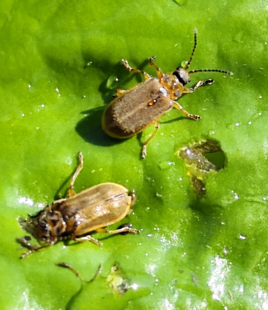 tavirózsa olajosbogár - Galerucella nymphaeae