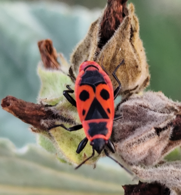 Pyrrhocoris apterus - verőköltő poloska