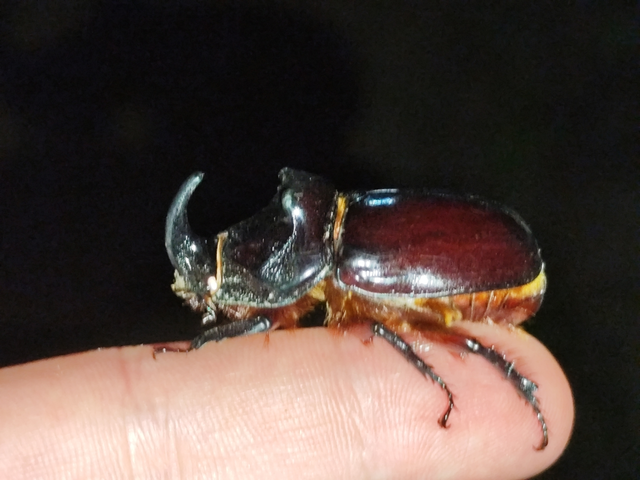 Oryctes nasicornis - orrszarvú bogár