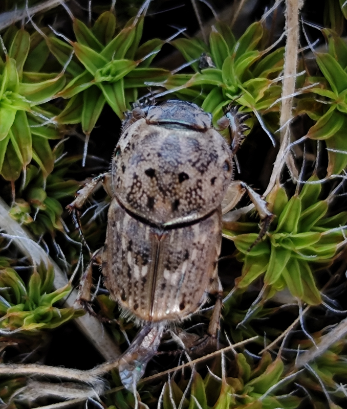 Euoniticellus pallipes