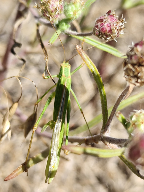 Phaneroptera gracilis