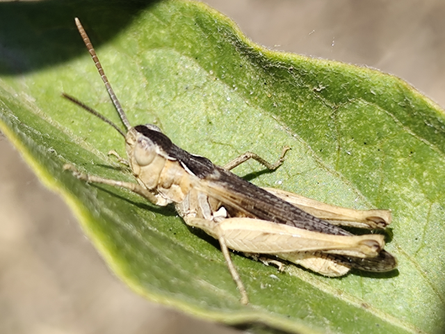 bolygó tarlósáska - Chorthippus vagans