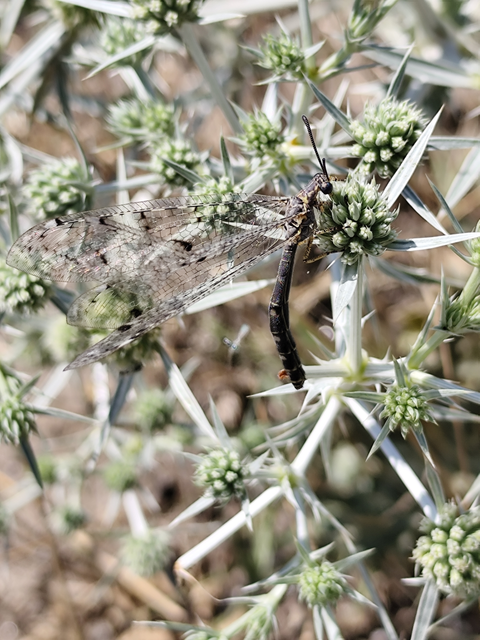 négyfoltos hangyaleső - Distoleon tetragrammicus
