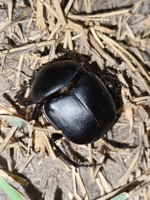 Scarabaeus typhon - óriás-galacsinhajtó