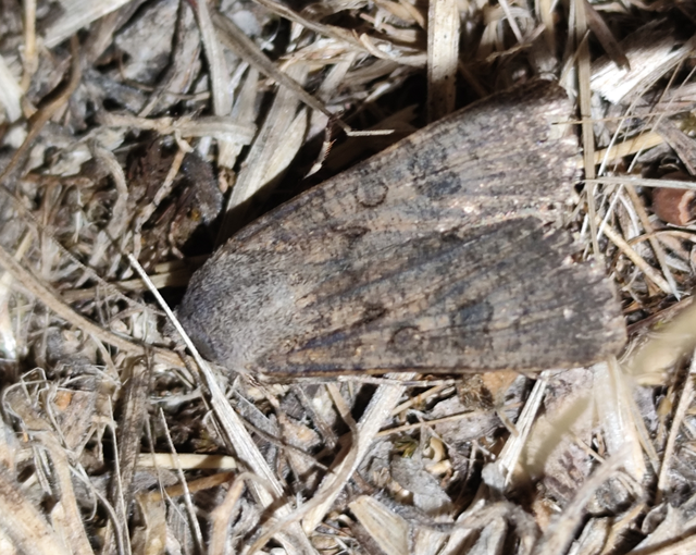 vetési földibagoly - Agrotis segetum