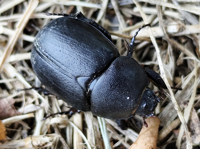 butabogár - Pentodon idiota