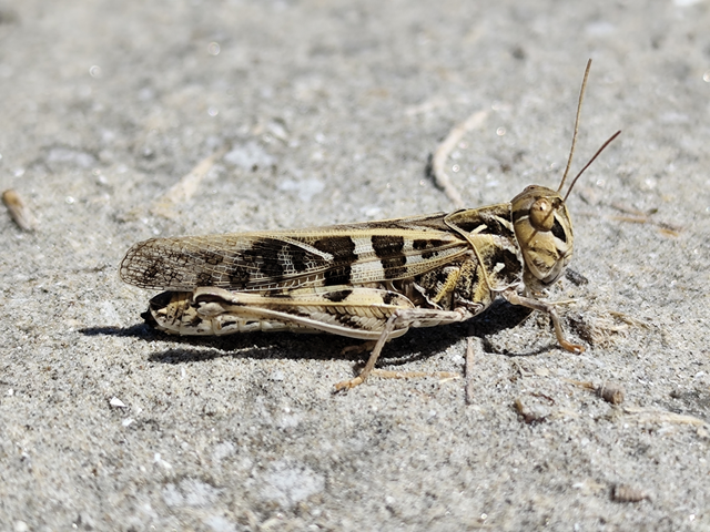 Oedaleus decorus - szalagos sáska Oedaleus decorus - szalagos sáska