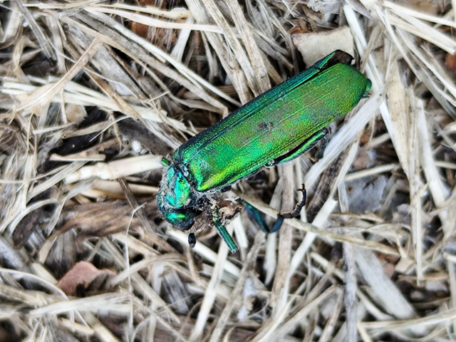 kőrisbogár - Lytta vesicatoria