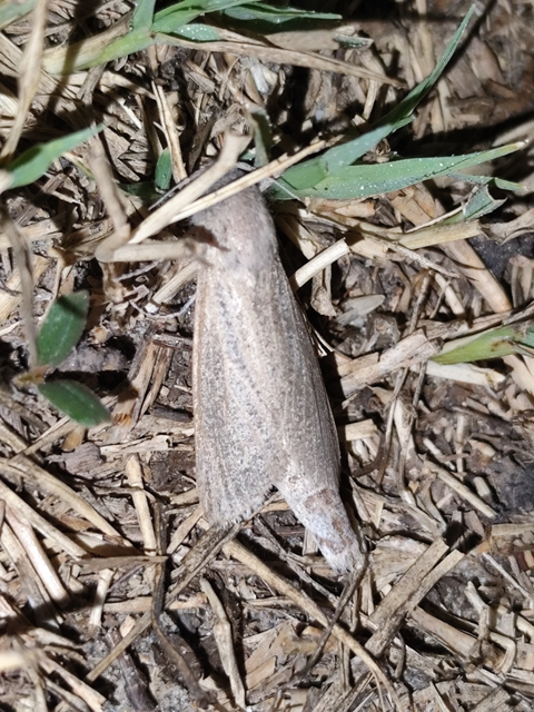 Phragmataecia castaneae - nádfúrólepke