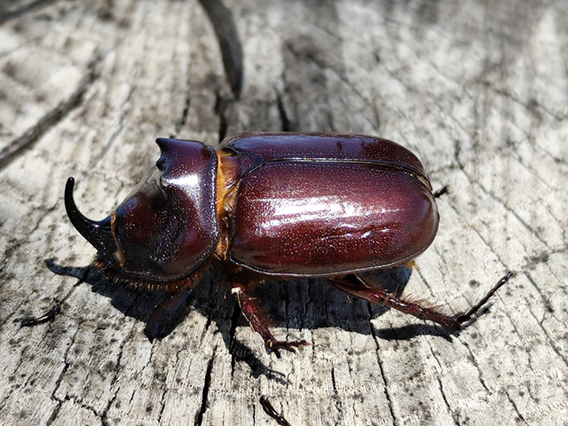 orrszarvú bogár - Oryctes nasicornis