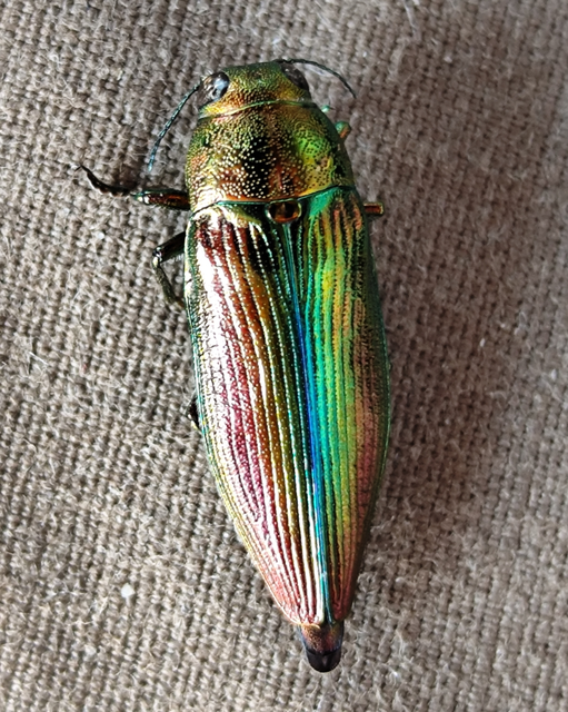 aranyos díszbogár - Eurythyrea aurata