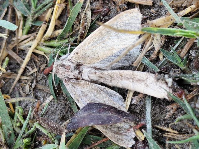 nádfúrólepke - Phragmataecia castaneae