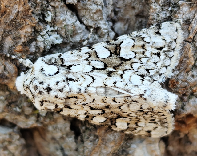 selyemfehér kertibagoly - Hecatera cappa