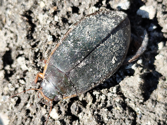 Cybister lateralimarginalis - nagy búvárbogár