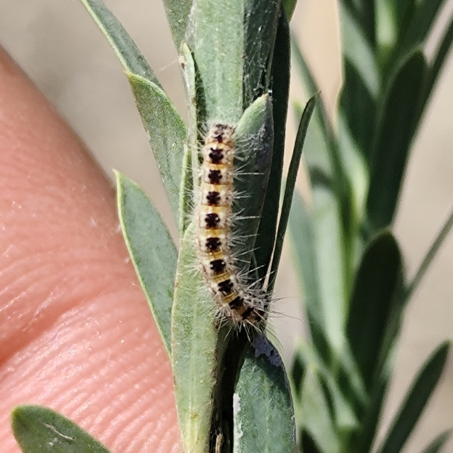 térképbagoly - Oxicesta geographica