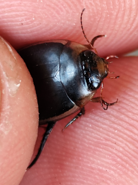 Hydaticus seminiger - fekete mocsáricsíkbogár