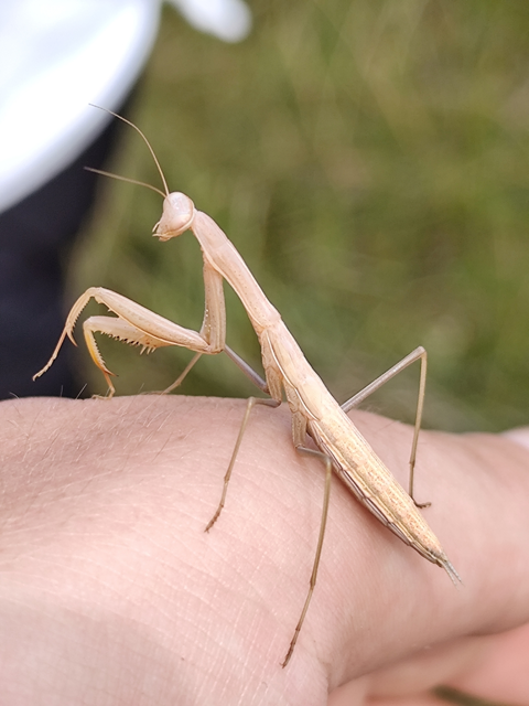 Mantis religiosa - imádkozósáska