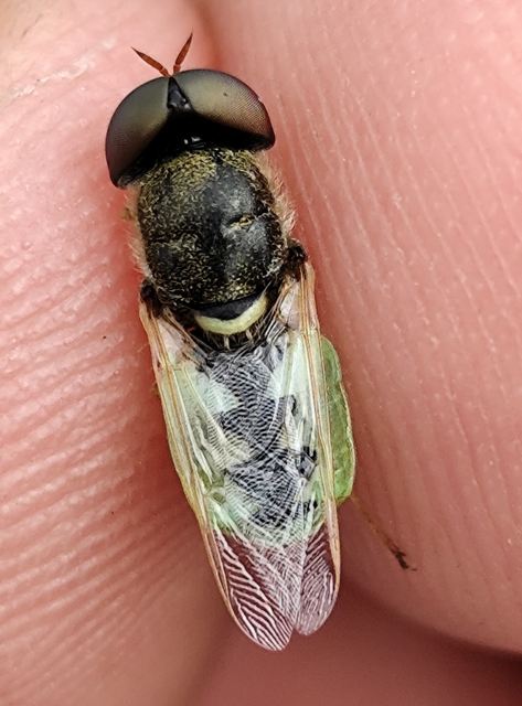 háromszöges zömöklégy - Odontomyia angulata