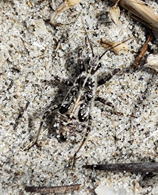 Coranus