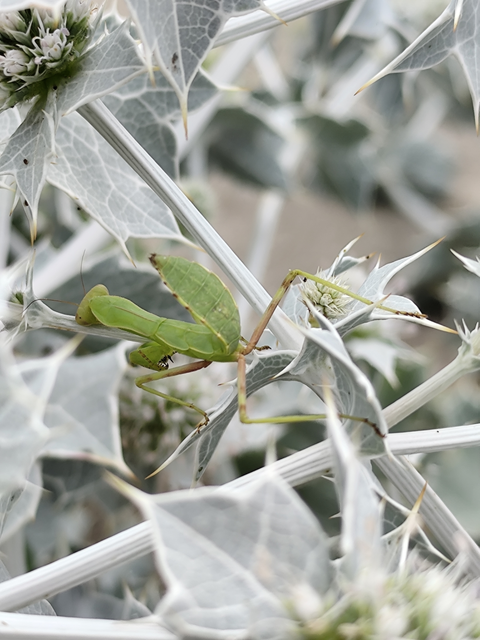 Mantodea - Fogólábúak