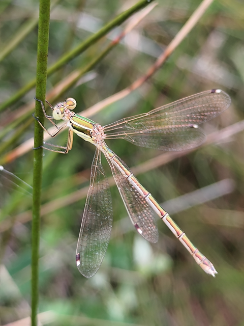 Lestes barbarus - foltosszárnyjegyű rablószitakötő