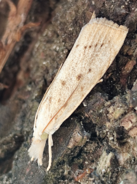 Calamotropha paludella - barna nádlevélmoly