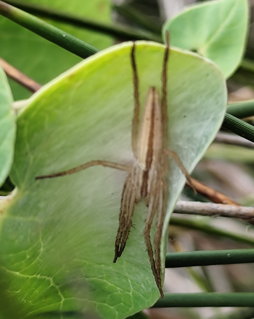 Tibellus