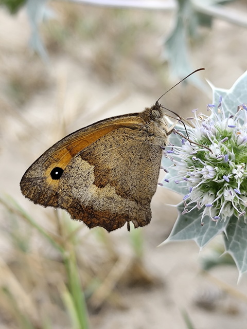nagy ökörszemlepke - Maniola jurtina