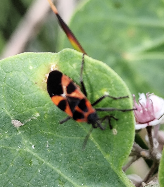 Tropidothorax leucopterus - vadpaprika-bodobács