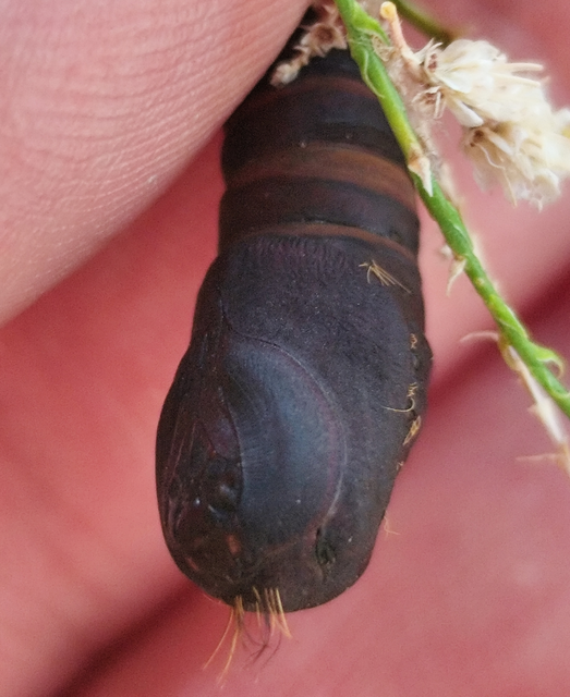 gyapjaslepke - Lymantria dispar
