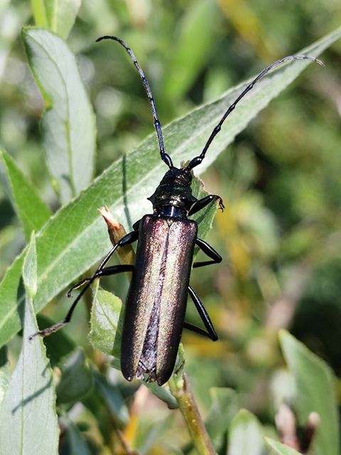 pézsmacincér - Aromia moschata