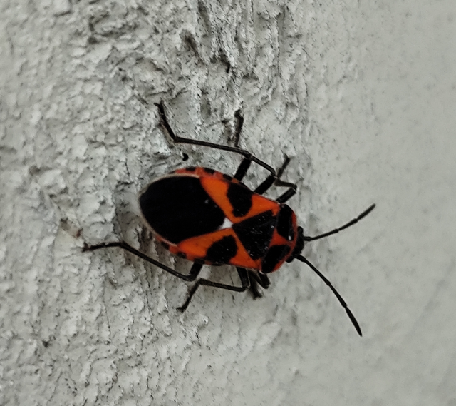 Tropidothorax leucopterus - vadpaprika-bodobács