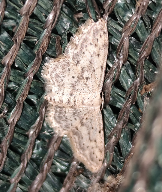 Idaea seriata - szürke apróaraszoló